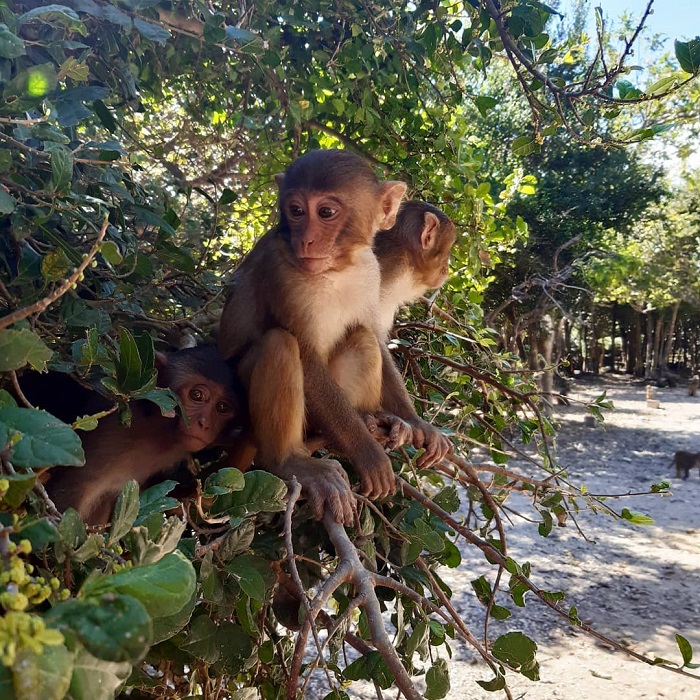 Hình ảnh những con khỉ tại Đảo Khỉ