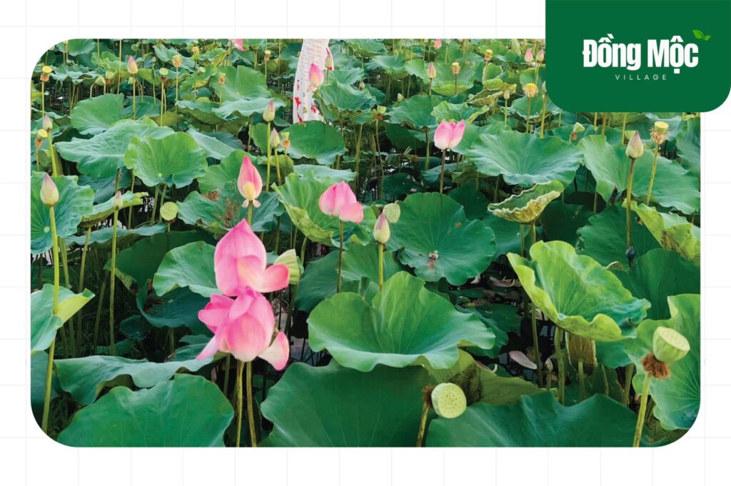 Chụp ảnh cùng hoa sen tại Đồng Mộc