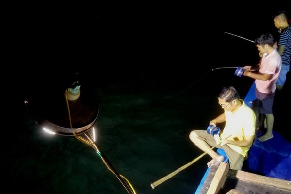 Ngoài mực, ánh sáng đèn tàu còn thu hút nhiều loài sinh vật biển khác