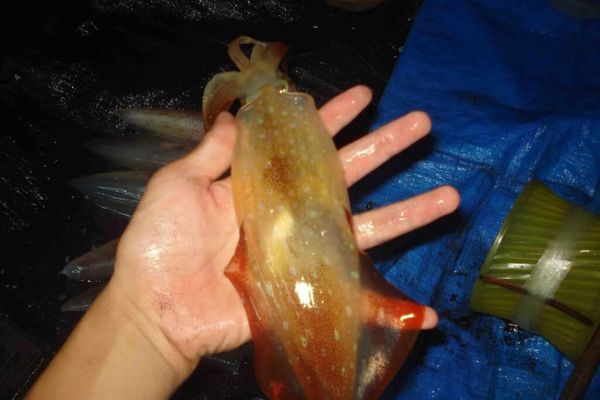 Tour câu mực đêm Nha Trang không chỉ đơn thuần là một tour trải nghiệm