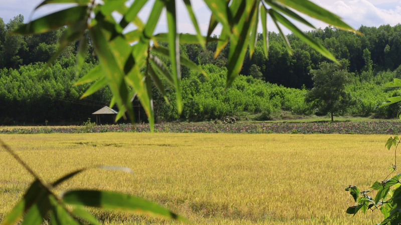 Làng du lịch Đồng Mộc: Vẻ đẹp bình yên níu chân du khách